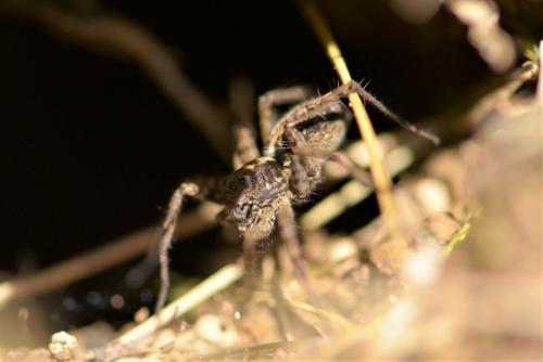 Pardosa sp.